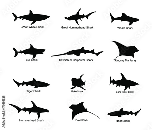 Collection of shark set vector silhouette illustration isolated. Great white, bull shark, devil ray, hammerhead, stingray, manta ray, reef shark, whale shark, saw fish. Predator fish in sea, ocean.