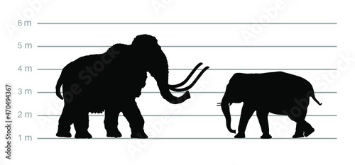 Mammoth against Elephant male vector silhouette illustration isolated on white. Education of High and weight comparison. African animal Elephant ancestor. Museum attraction. Prehistoric wooly  tusks.