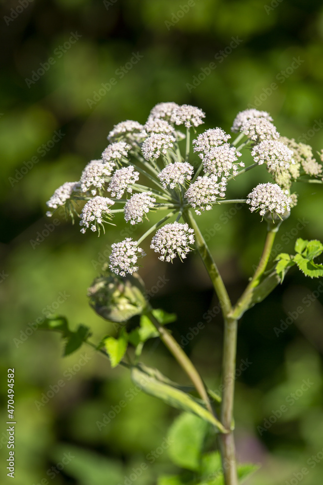 Macrophotographie de fleur sauvage - Angélique des bois (Angelica sylvestris)
Macrophotographie de fleur sauvage - Angélique des bois (Angelica sylvestris)