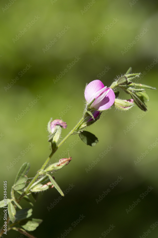 Fototapeta premium Macrophotographie de fleur sauvage - Bugrane épineuse (Ononis spinosa) 