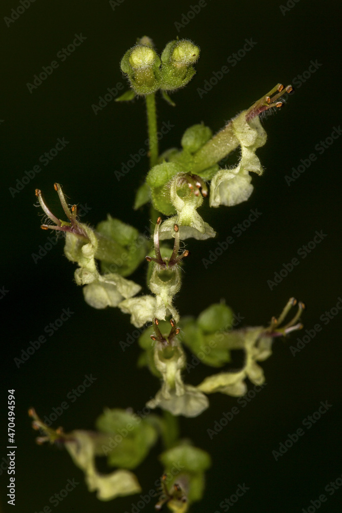 Macrophotographie de fleur sauvage - Sauge des bois (Teucrium scorodonia)
Macrophotographie de fleur sauvage - Sauge des bois (Teucrium scorodonia)