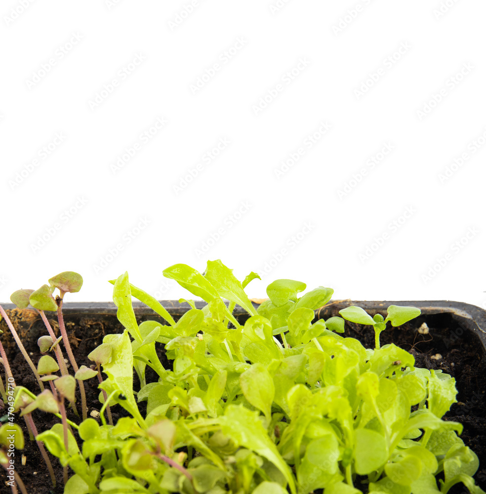 Grow lettuce leaves (microgreens) in a tray. Fresh lettuce leaves