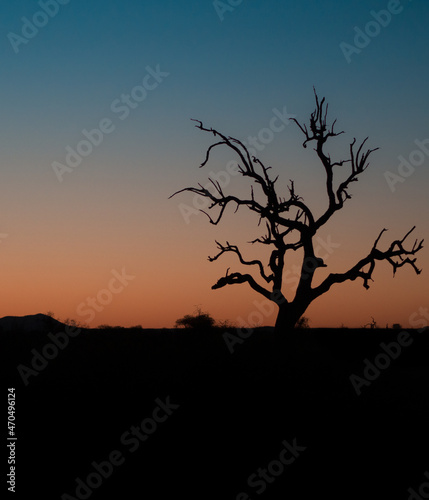 tree silhouette at sunset in the savannah