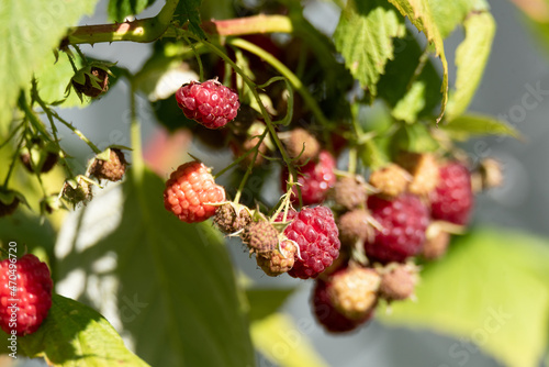 Red raspberries on a twig. Ripening red fruits. Healthy  fresh and natural food. Autumn in the garden.