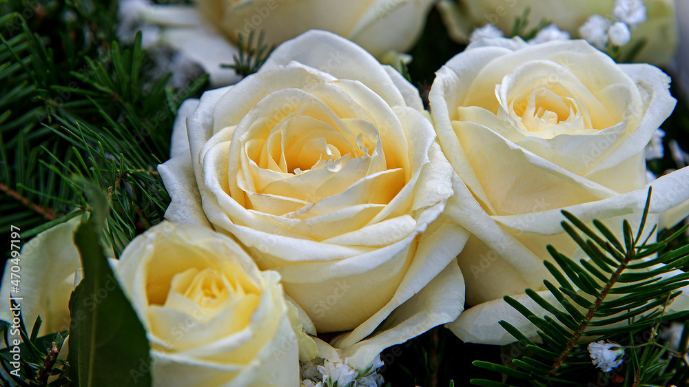 Obraz premium White inflorescences of ornamental plants used in wreaths and tombstones in the city of Białystok in Podlasie, Poland.