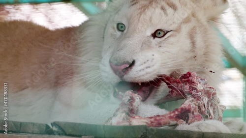 White young tiger with stripes eating fresh raw red meat on bones with appetite. Close view with green blurred cage background. Wild animals in zoo, big cat