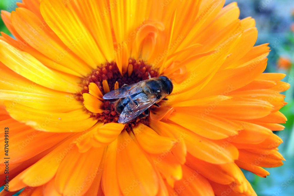 A close-up of a bee pollinating an orange pot marigold flower, blurred green leaves in the background
A close-up of a bee pollinating an orange pot marigold flower, blurred green leaves in the background