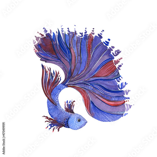 Illustration of a betta fish in watercolor in blue © Mariya Tarasova