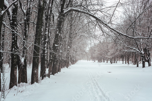 Pathway through a winter park. Snow covered trees in the grove.