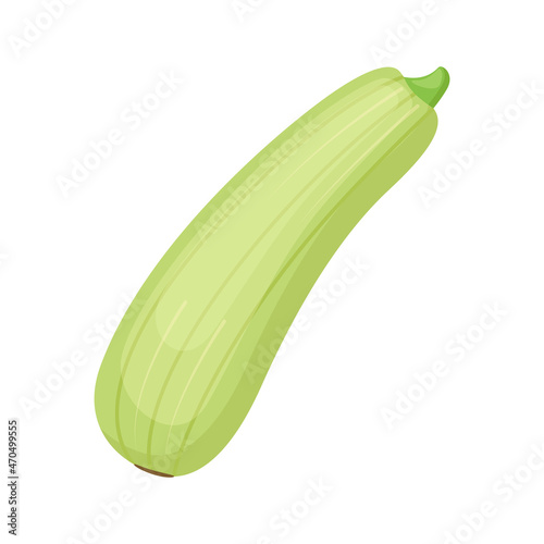 Zucchini. Marrow vegetable, vector illustration