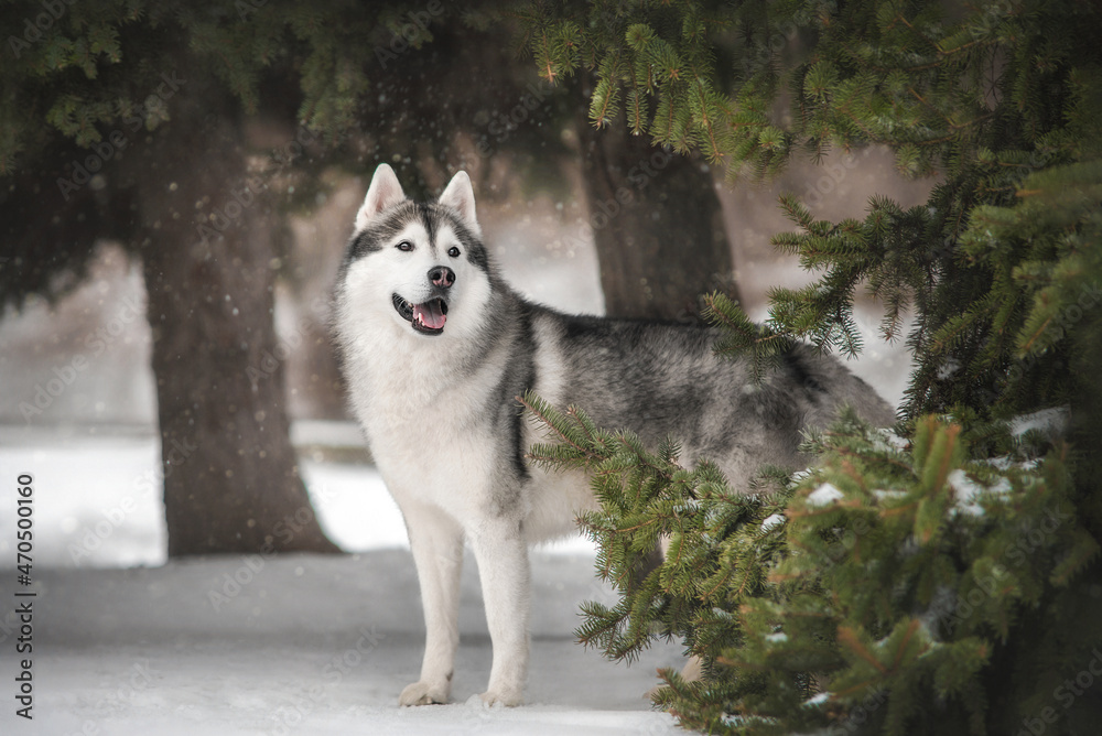 siberian husky dog standing under pine tree in snow in winter