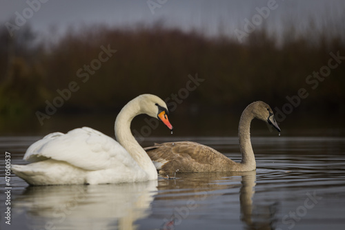 swans on the lake 