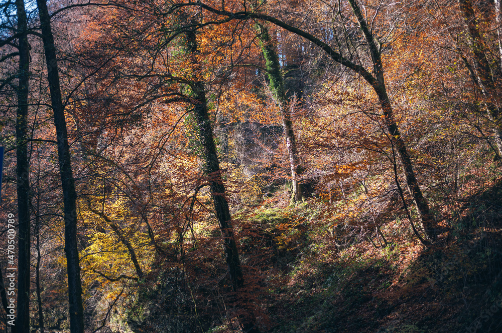 Müllerthal oder Müllerdall in Luxemburg in Herbst Müllerthal oder Müllerdall in Luxemburg in Herbst