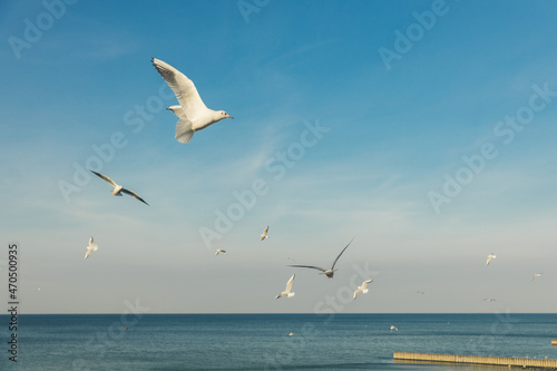 Seagulls flying high in the wind against the blue sky and white clouds  a flock of white birds.