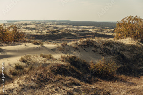Panoramic view of the golden sand dunes of the Curonian Spit. The coastline of the Baltic Sea  forest belt  shrubs and grass on sand dunes.