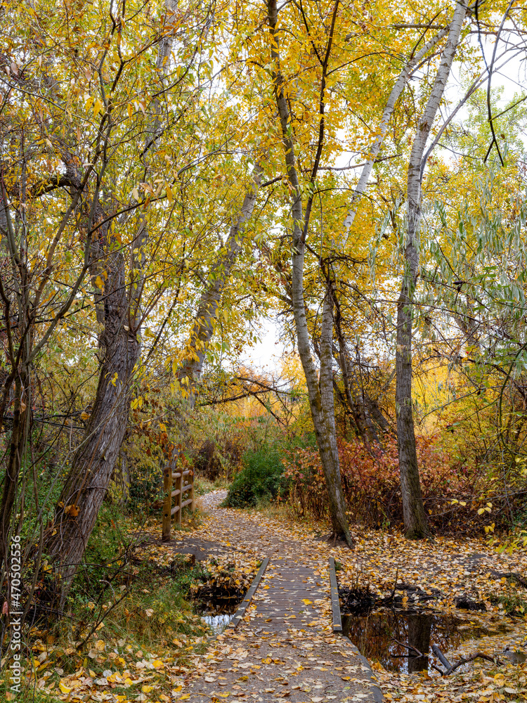 Obraz premium Footpath leads through a forest full of fall colors
