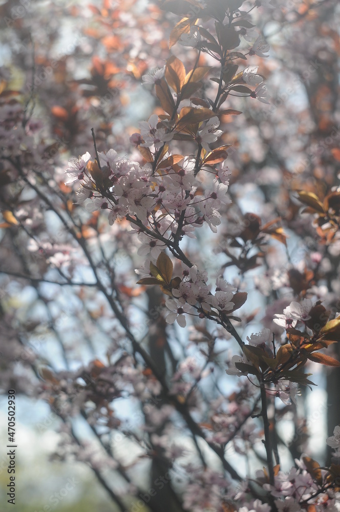 Sakura blossoms close up. Macro-photo of sakura blossom. Sakura blossoms close up. Macro-photo of sakura blossom.