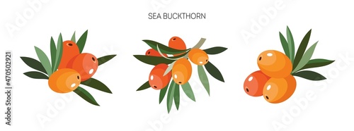 Cartoon sea buckthorn icons. Isolated vector sign icon.