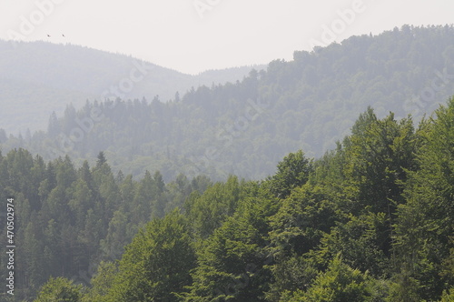 Tree tops on the slopes of the mountains of the Ukrainian Carpathians. Mountain peaks and forests.