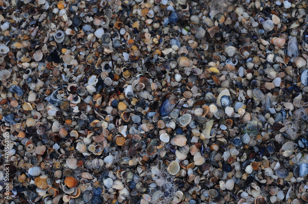 Background of seashells, many amazing seashells. Sea beach background. Texture of marine bivalve mollusks of the Grebintsev family (Pectinidae). Bivalve mollusks Background of seashells, many amazing seashells. Sea beach background. Texture of marine bivalve mollusks of the Grebintsev family (Pectinidae). Bivalve mollusks