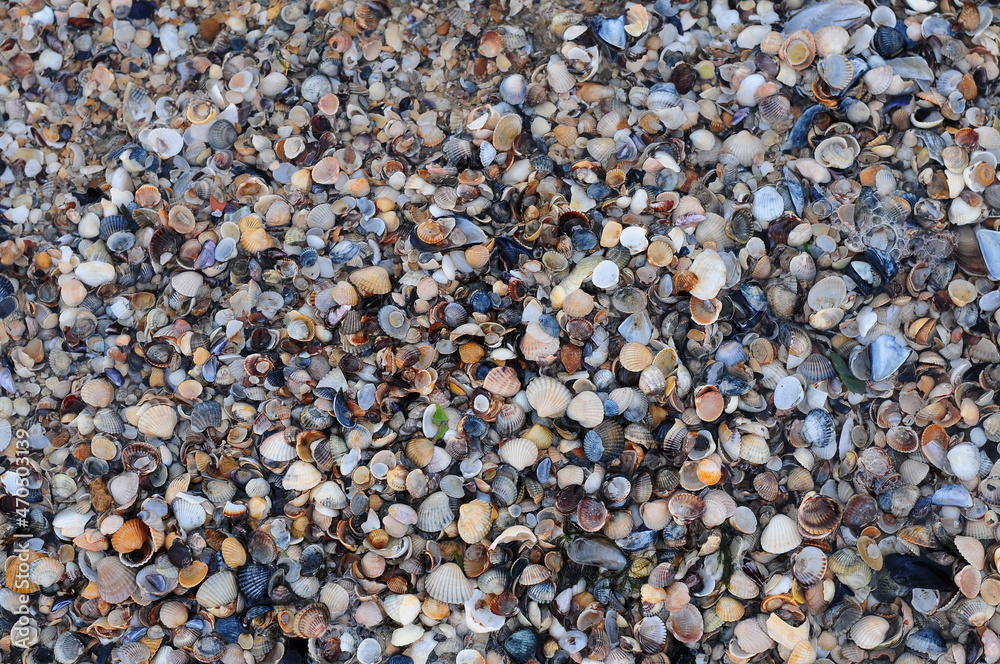 Background of seashells, many amazing seashells. Sea beach background. Texture of marine bivalve mollusks of the Grebintsev family (Pectinidae). Bivalve mollusks Background of seashells, many amazing seashells. Sea beach background. Texture of marine bivalve mollusks of the Grebintsev family (Pectinidae). Bivalve mollusks