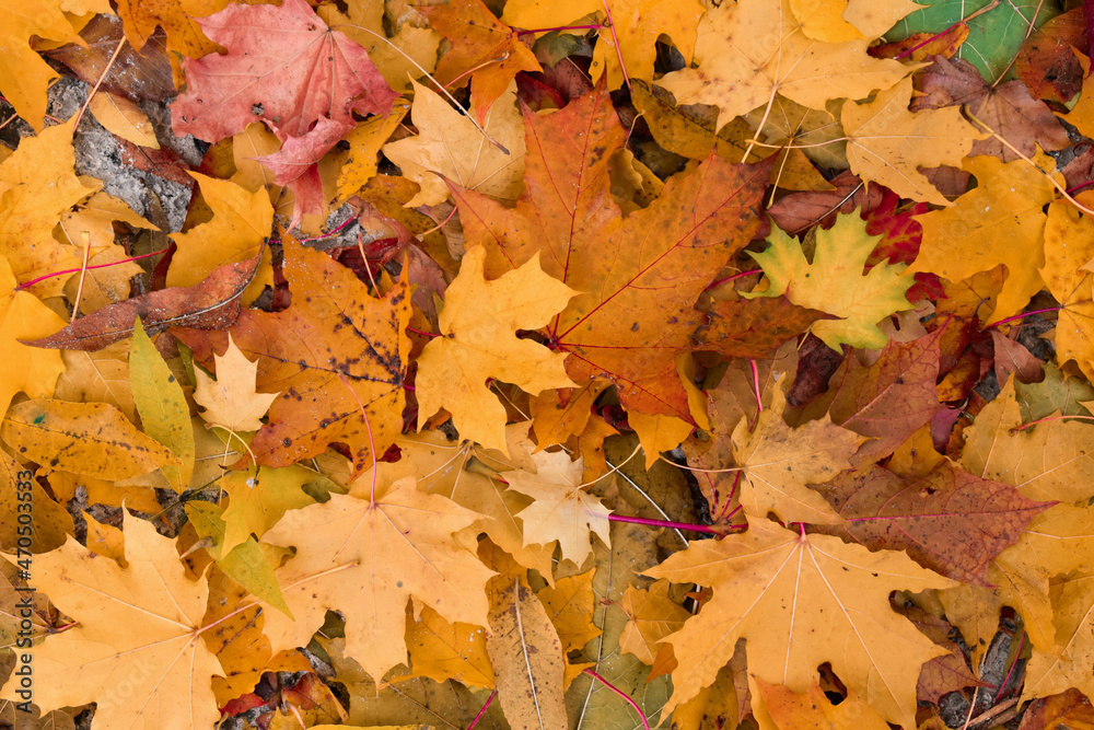 autumn leaves background autumn leaves background