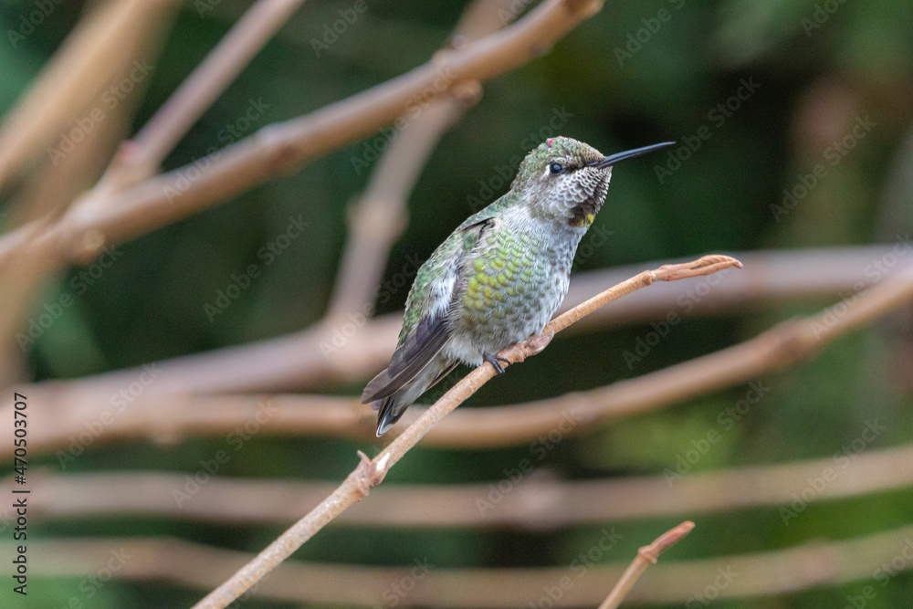Fototapeta premium Anna's Hummingbird