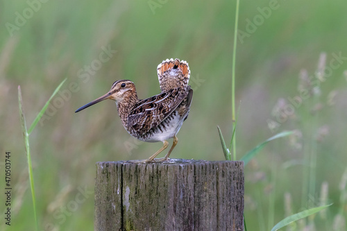 Wilson's Snipe photo