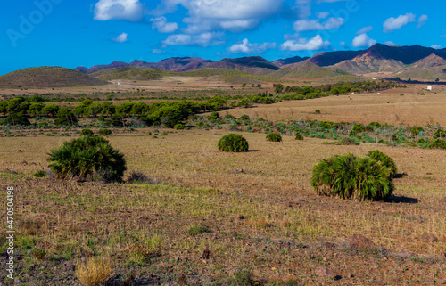 Nature in desert