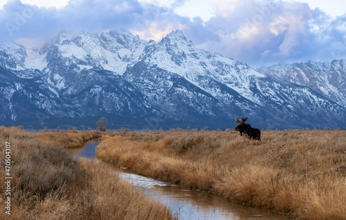 Moose in Grand Teton National Park, Wyoming © Harry Collins