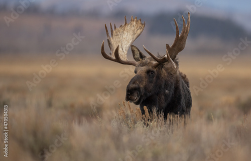 Moose in Grand Teton National Park  Wyoming