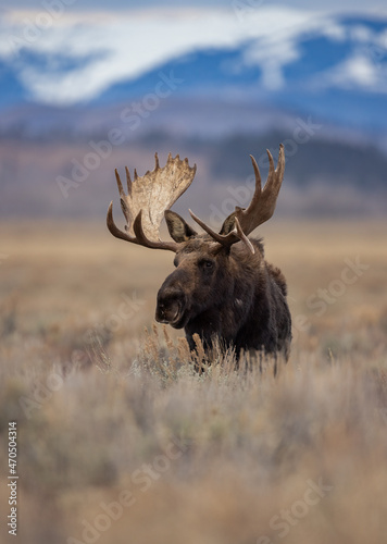 Moose in Grand Teton National Park  Wyoming