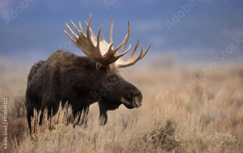 Photography Moose in Grand Teton National Park, Wyoming