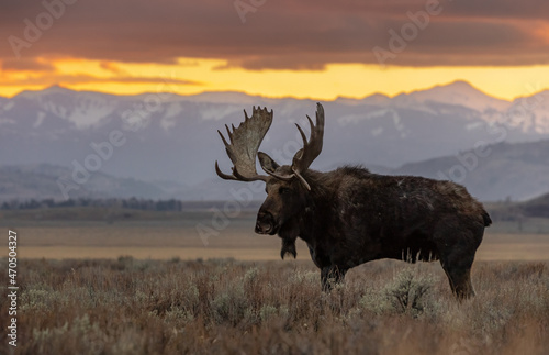 Fototapeta Naklejka Na Ścianę i Meble -  Moose in Grand Teton National Park, Wyoming