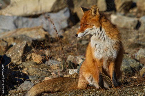 Fox © Gerhard
