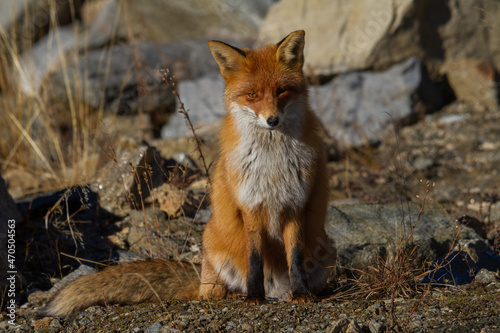 Watching fox © Gerhard