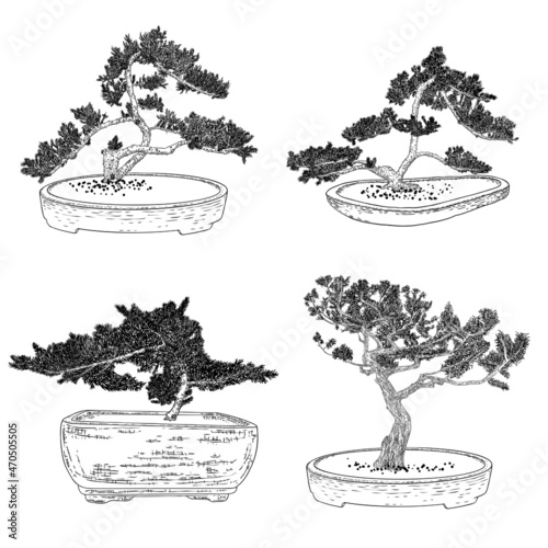 Set of Bonsai Japanese trees growing in pots and containers. Drawing from real trees. Decorative little trees in Bonsai style set, hobby. Vector.