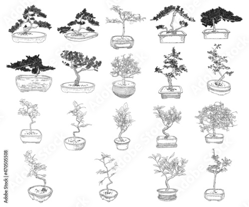 Set of Bonsai Japanese trees growing in pots and containers. Drawing from real trees. Decorative little trees in Bonsai style set, hobby. Vector.