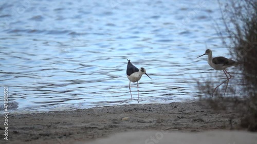 Black-winged Stilt two males facing each other Himantopus himantopus. Long red legs and black needle-like bill. bird wetlands