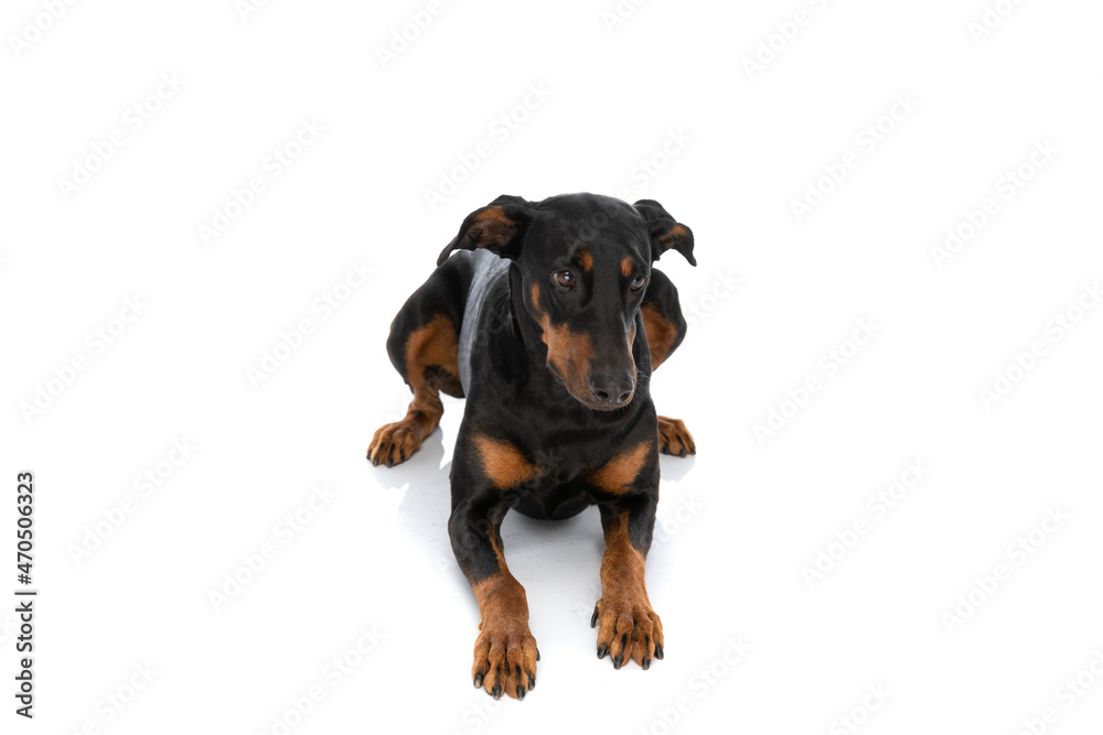 sweet dobermann dog looking to side and laying down