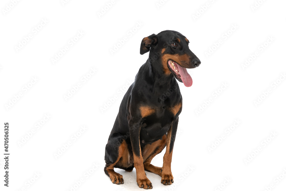 beautiful dobermann dog looking to side and panting