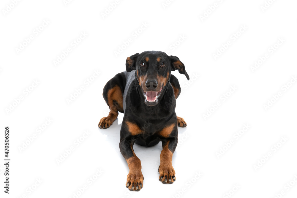 adorable dobermann doggy laying down and panting