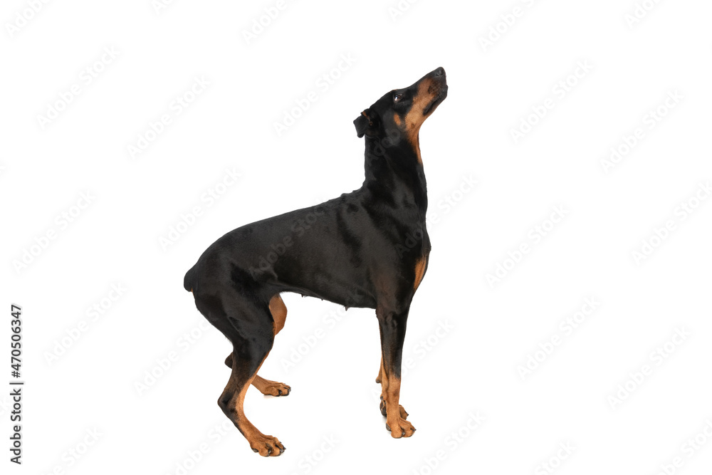 side view of excited dobermann dog looking up and being curious