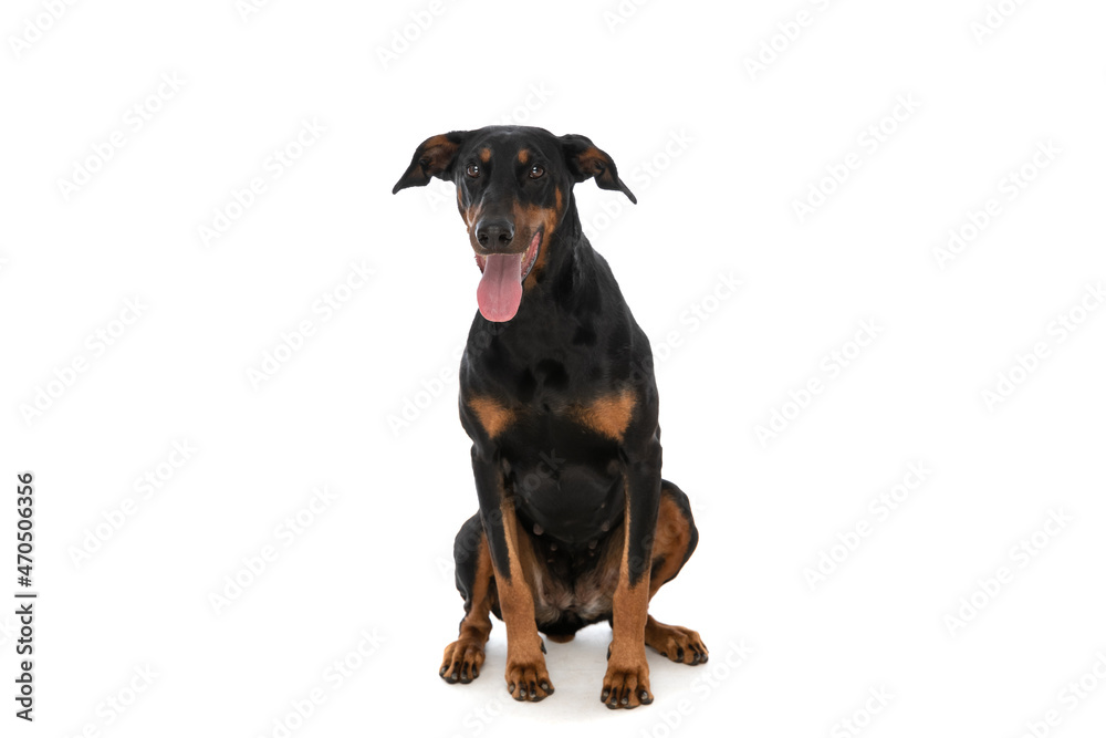 cute dobermann dog standing in studio with tongue exposed and panting