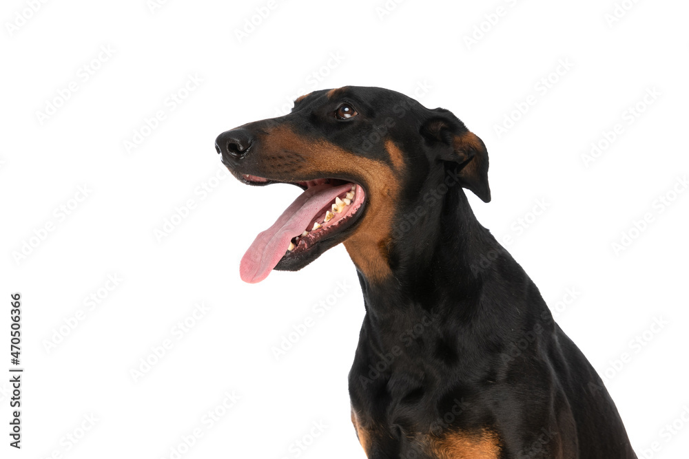 happy dobermann dog looking up and side and panting