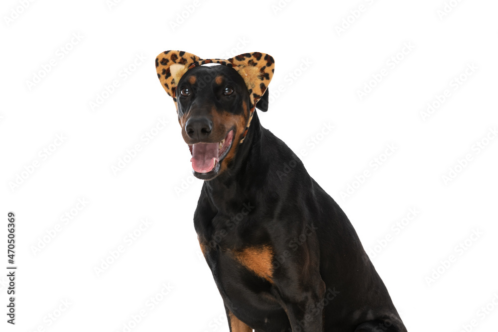 excited dobermann puppy with animal print headband panting
