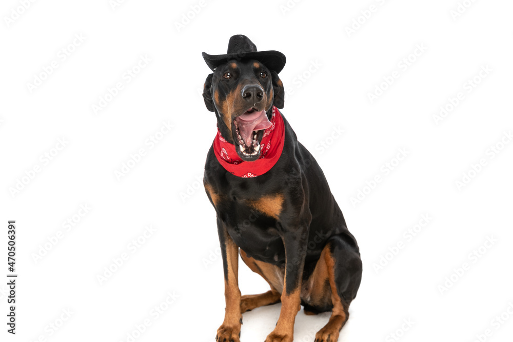 funny dobermann dog with hat and bandana sticking out tongue