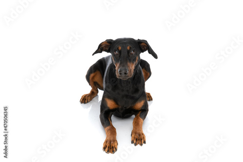 adorable dobermann dog looking up while laying down