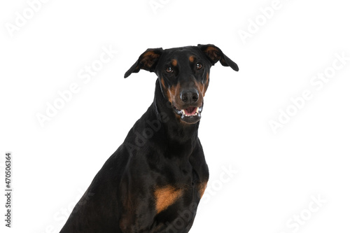 portrait of lovely dobermann puppy sticking out tongue and panting © Viorel Sima