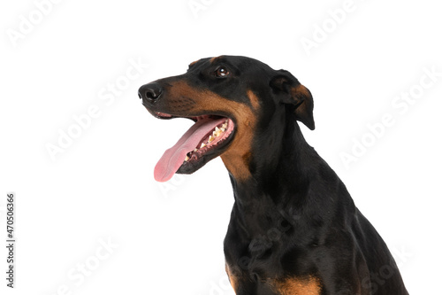 Fototapeta Naklejka Na Ścianę i Meble -  happy dobermann dog looking up and side and panting